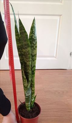 Sanseverija visine 60-65cm