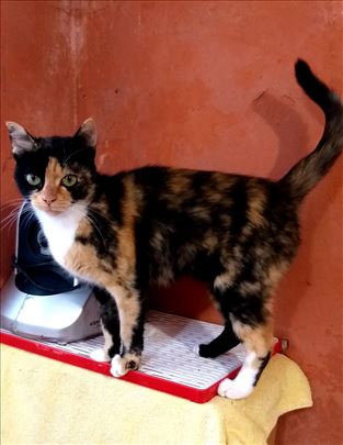 Mešanac, mlada mačka