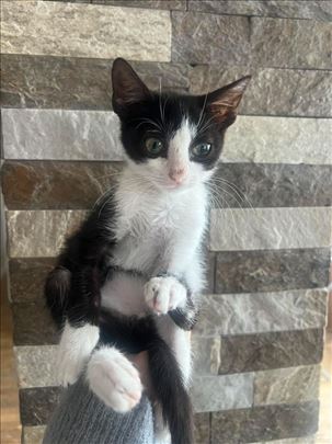 Mešanac, mlada mačka