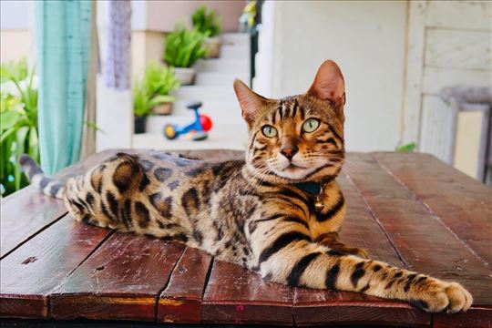 Bengalski mačići 1 muzjak i jedna zenka 