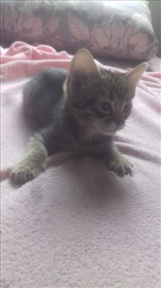 Domace zensko i musko mace traze dom