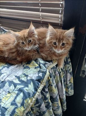 Maine Coon , mače