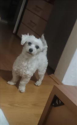 Maltezer, odrastao pas