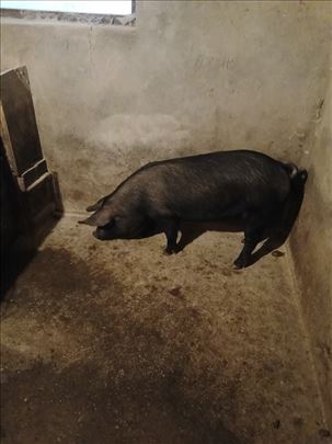 Sprasna krmača,sprasna nazimica i vepar