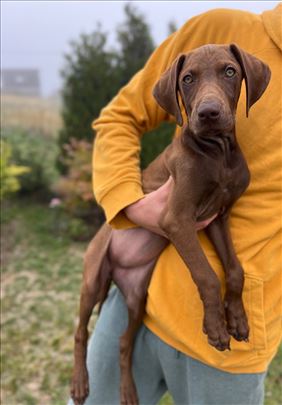 Vesela i umiljata Beti - štene u tipu vižle traži 