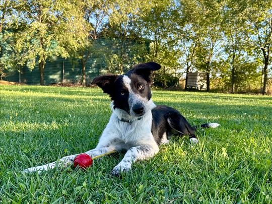 Border collie/ Border koli štene 