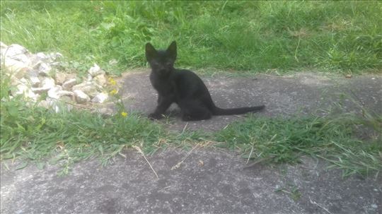 Domaci macici traze dom: musko i zensko