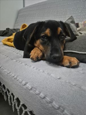 Dona - aktivna devojčica traži dom