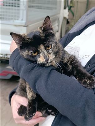 Mačkica Marica čeka da vas usreći!