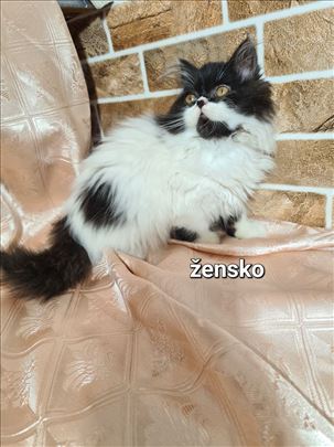 Persijska , mače