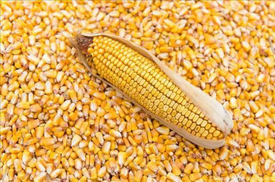 Prodajem kukuruz rod 2025