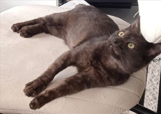 Slatko crno mače veoma čeka svoju porodicu