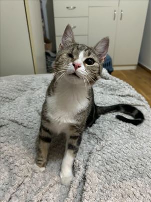 Umiljata mlada macka Oki