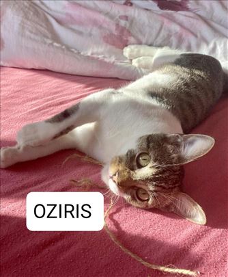 Umiljatije i opustenije mace od Ozija necete naci