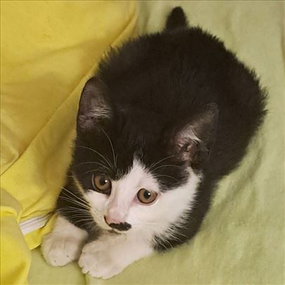 Zvezdica - obasjaće vaš život svojom svetlošču!