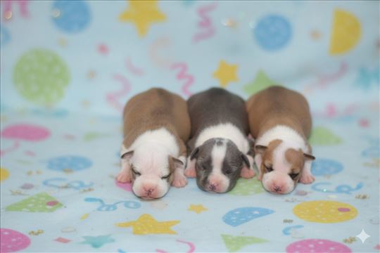 Američki stafordski terijer stenci