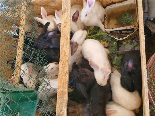 Hajkom kunici 