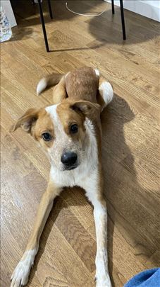 Pablito Needs  A New Home