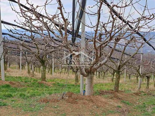 Grocka - Begaljica - 3ha 24ara ID#19503