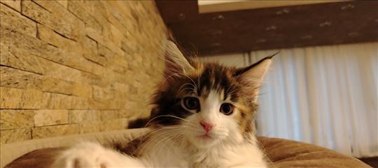 Maine Coon mače ženka