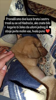 Mešanac na poklon, dva šteteta muško i žensko