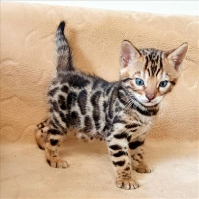 MMaestro_bengal macici
