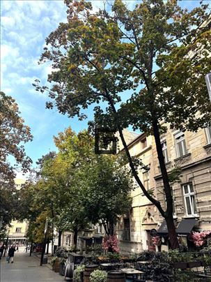 Šetačka zona-Palas-Topličin venac, raritetna prlik