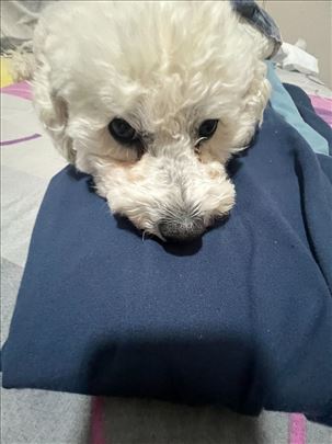 Walking dogs and cats - Dorcol Donji grad