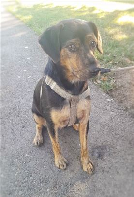 Dino Bambino trazi svoj zauvek dom 