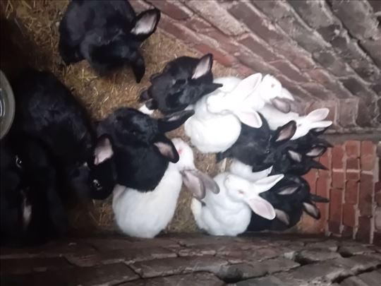 Hajkom kunici