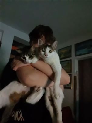 Mešanac, mlada mačka