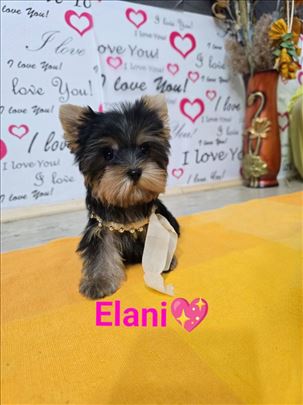 Mini Jorkširski terijer jorki, ženka Elani