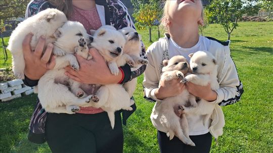 Nemački špic, štene