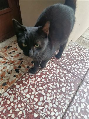 Poklanja se lepa,mlada, crna maca