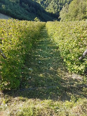 Sadnice maline Vilamet