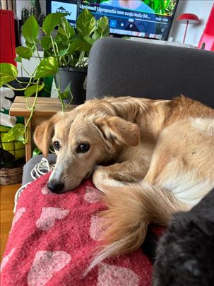 Udomljavamo zlatnu devojku Zlatu