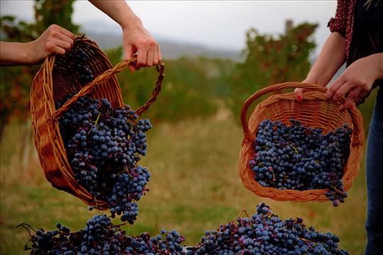 Grozdje za vino sorte Cabernet sauvignon