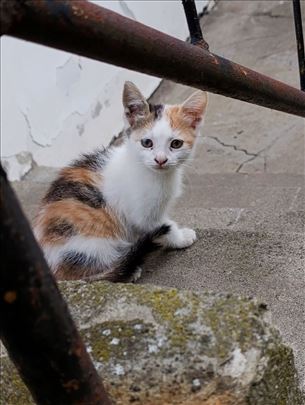 Mače višebojno na poklon