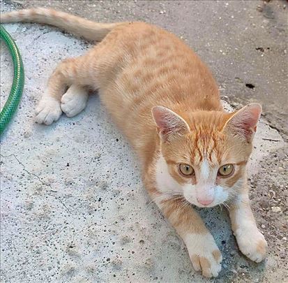 Mačići pilići traže dom