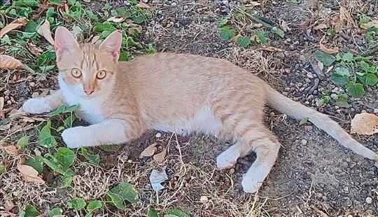 Mače pile traže dom