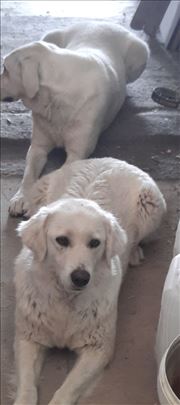 Mešanac, odrastao pas