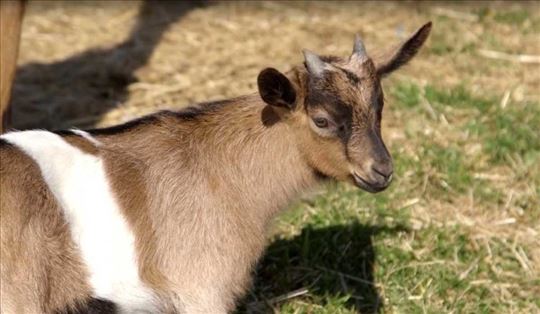 Alpino сјарена коза