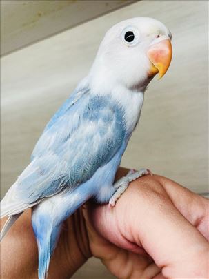 Fiser Lola 