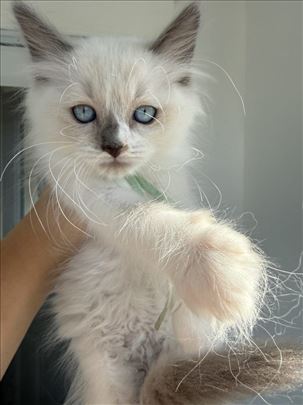 Ragdoll , mačići
