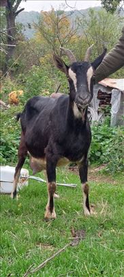 Koze na prodaju - okolina Čačka