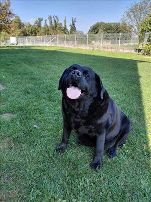 Labrador retriver-ka, odrastao pas