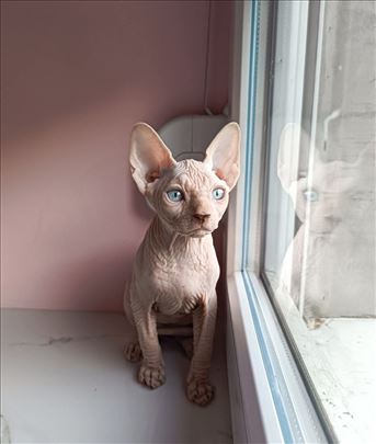 Sfinks, mlada mačka
