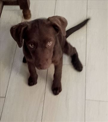 Cokoladno stene za udomljavanje