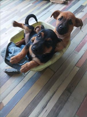 Mešanaci jaze za udomljavanje