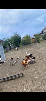 Domaci mladi petlovi ocisceni 